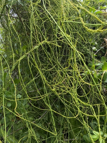 Cassytha filiformis