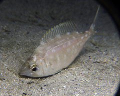 Parequula melbournensis