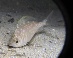 Parequula melbournensis