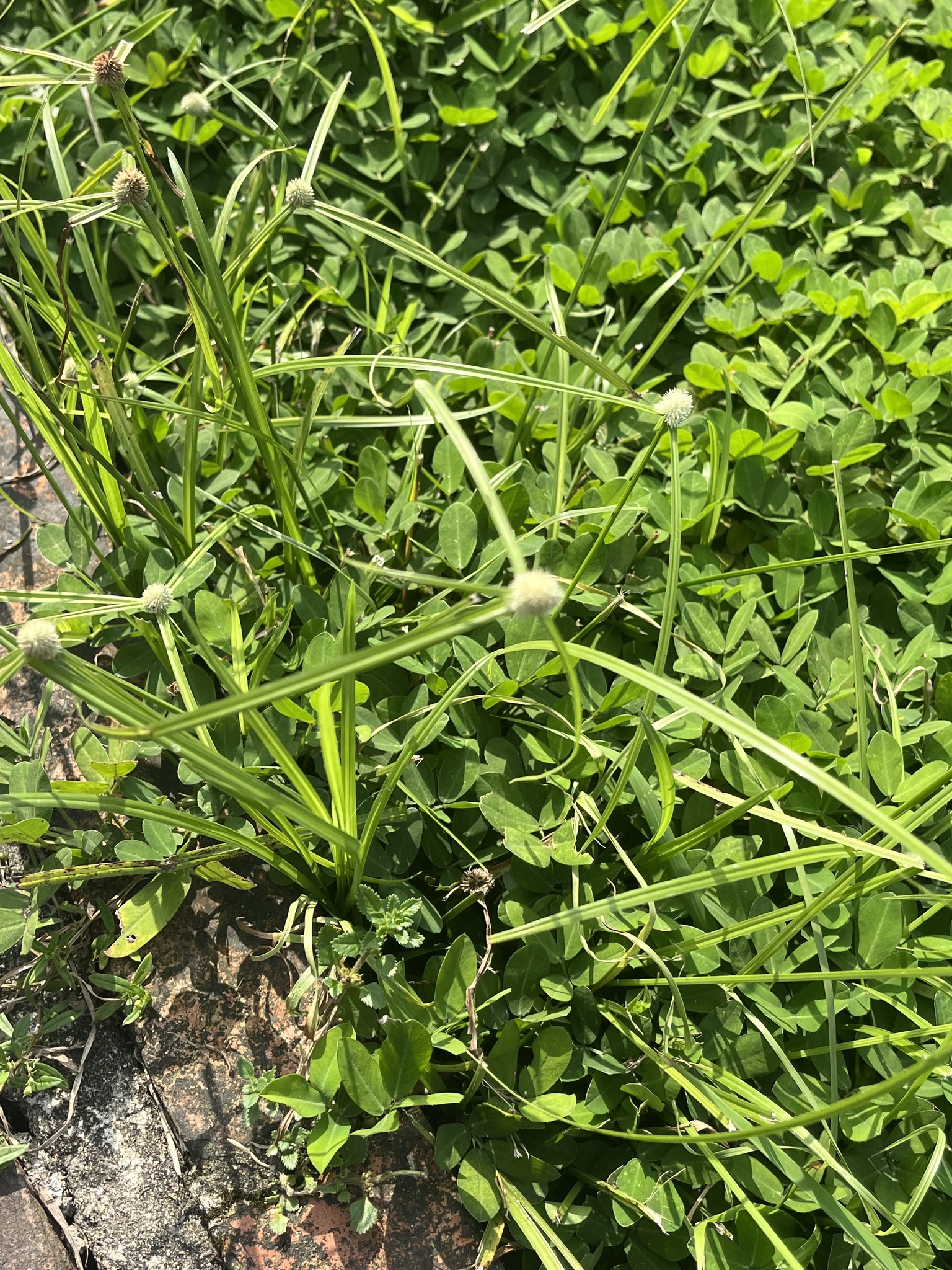 Cyperus mindorensis (Cyperus mindorensis)