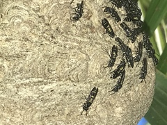 Polybia occidentalis