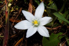 Ornithogalum collinum