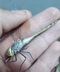 Anax ephippiger