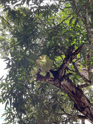 Angola staghorn fern