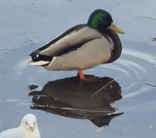 Duck