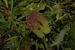 Puccinia littoralis