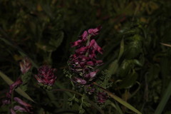 Fumaria densiflora