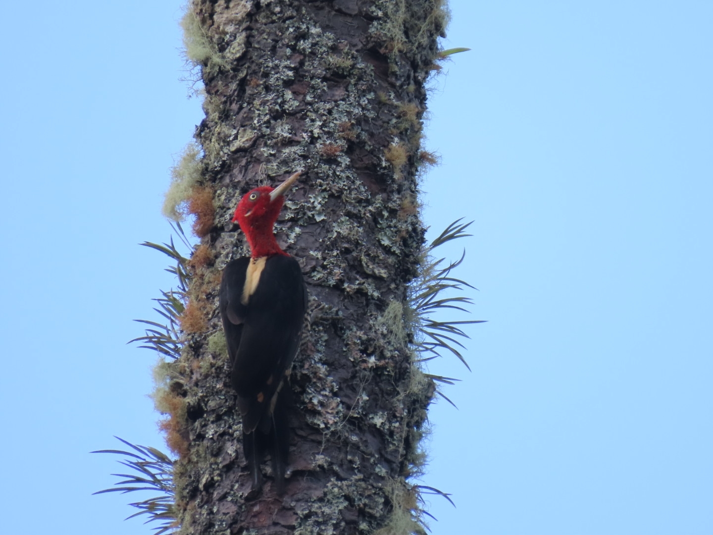 Robust Woodpecker (Campephilus robustus), photo 3