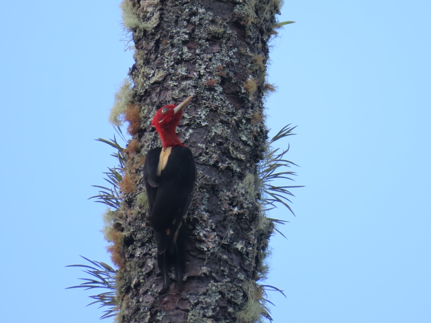 Robust Woodpecker (Campephilus robustus), photo 4