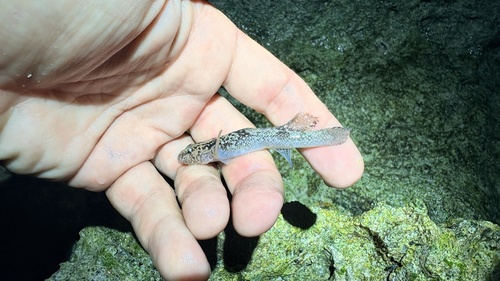 Callogobius okinawae observed 2026-03-02