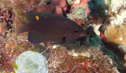 Burrough's damsel (Pomacentrus burroughi) — Pomacentridae — 5