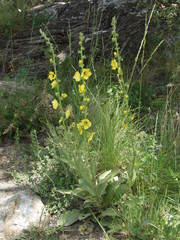 Verbascum dentifolium