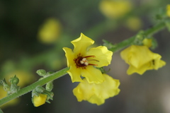 Verbascum dentifolium