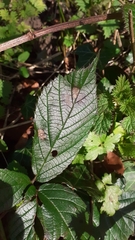 Rubus dasyphyllus