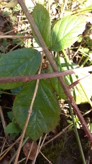 Rubus dasyphyllus