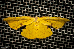 Corymica spatiosa