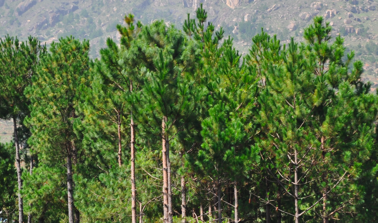 Image of Pinus kesiya by (c) Josip Skejo, some rights reserved (CC BY)