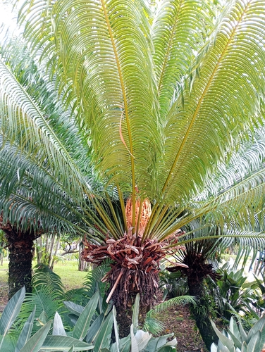Queen sago (Cycas circinalis)