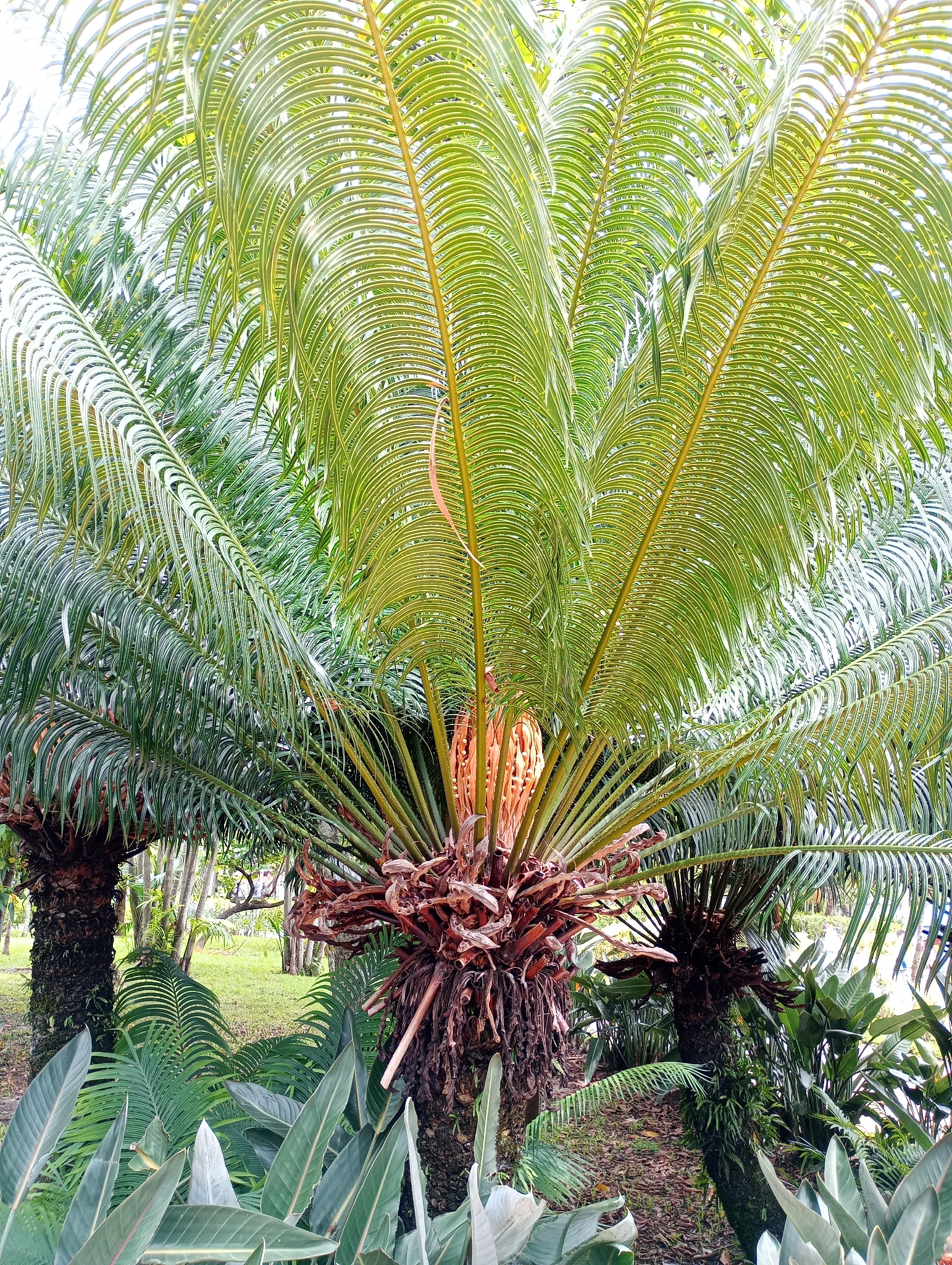 Queen Sago (Cycas circinalis)