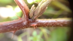 Rubus dasyphyllus