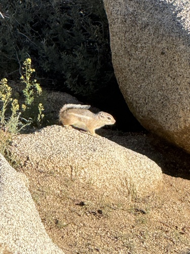 White-tailed Antelope Squirrel observed by dalemeister