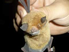 Pteronotus mesoamericanus