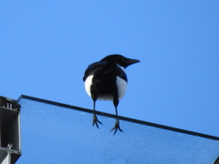 Pica pica