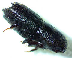 Ips calligraphus