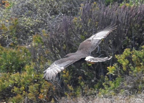 iNaturalist image