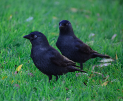 Corvus monedula