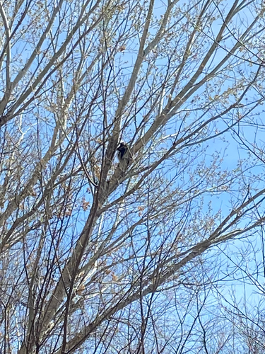 North American Porcupine