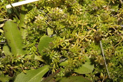 Galium murale