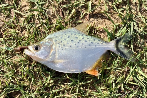 Marginate piranha (Serrasalmus marginatus) — Serrasalmidae