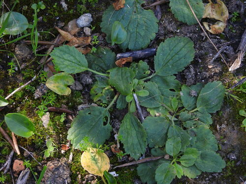 Ranunculus bullatus, photograph 2