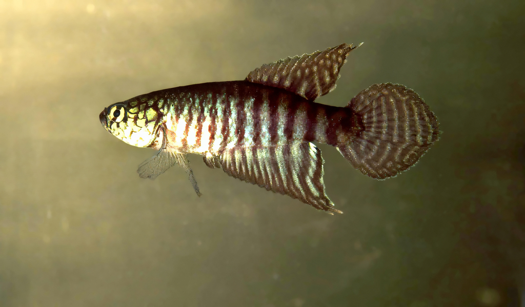 Xenurolebias cricarensis