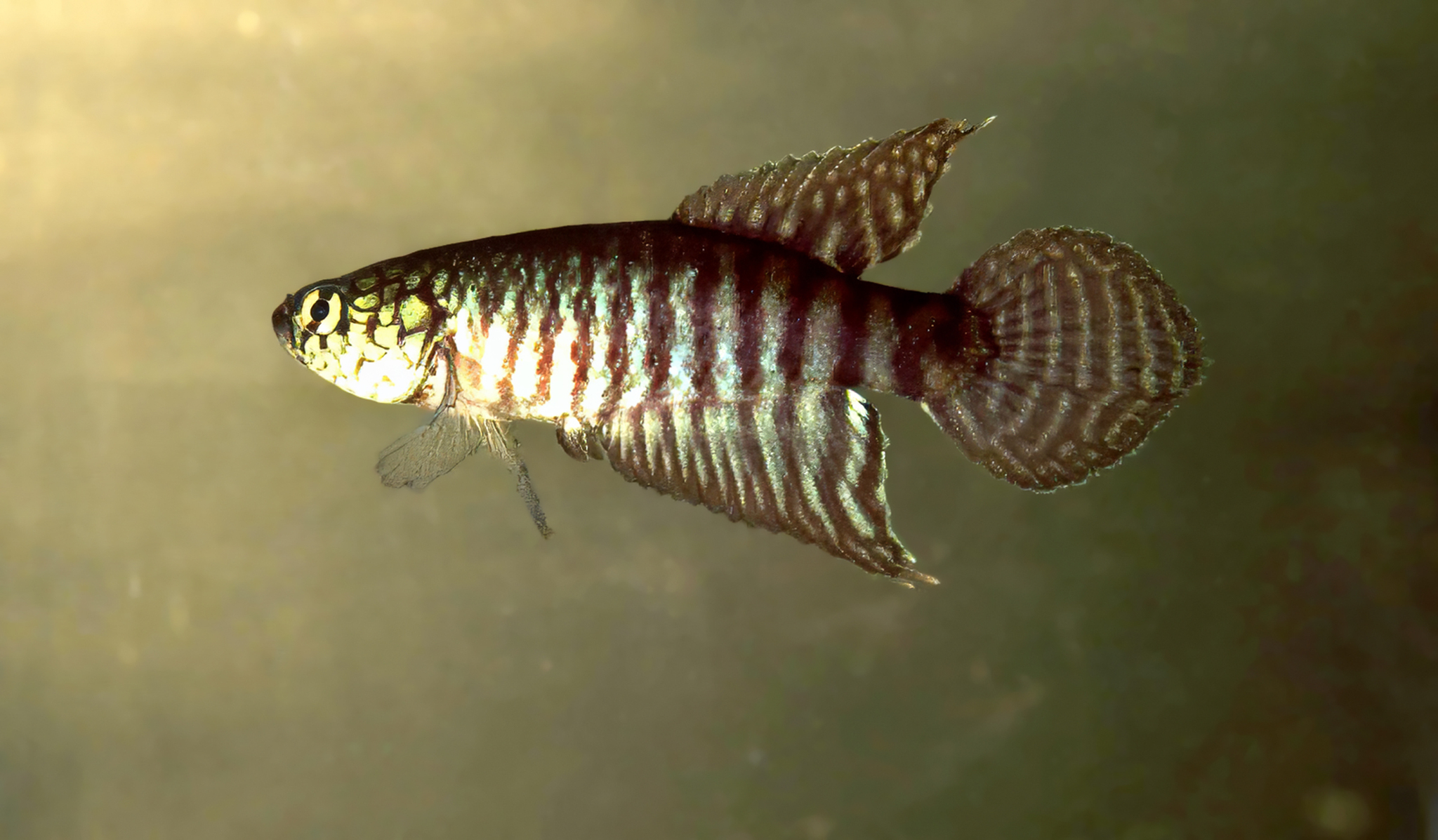 Xenurolebias cricarensis