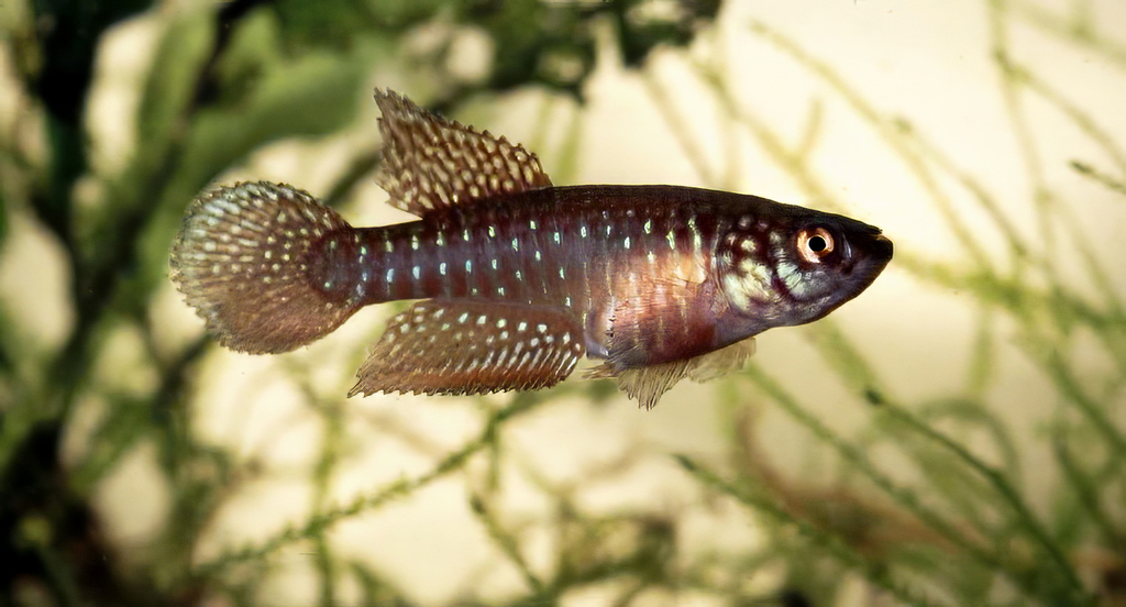 Killi de White / Poisson perle du Rio (Nematolebias whitei)
