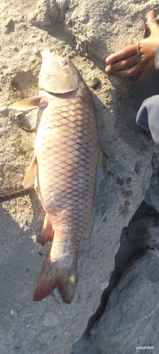 European Carp