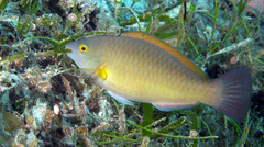 King Parrotfish photo 5