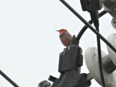 Spodiopsar sericeus