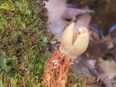Calostoma ravenelii microsporum