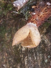 Calostoma ravenelii microsporum