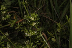 Galium verrucosum