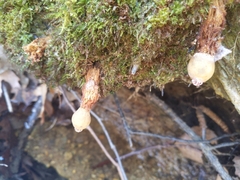 Calostoma ravenelii microsporum