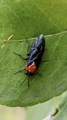 Tethida barda