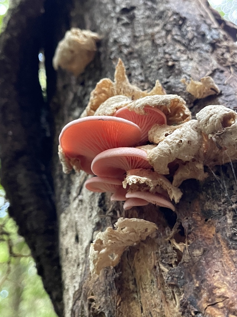 Pleurotus djamor · January 2026 · photo: © deboas (iNaturalist, cc0)