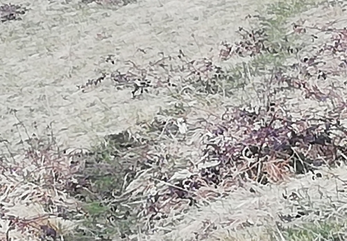 Hermine d'Europe observed by ppr_lesmilieux