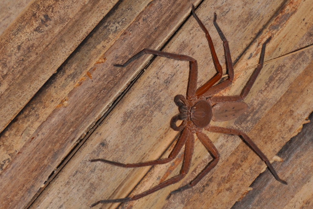 Thunberga nossibeensis
