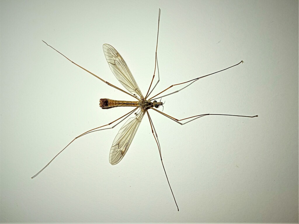 Tipula dufouri