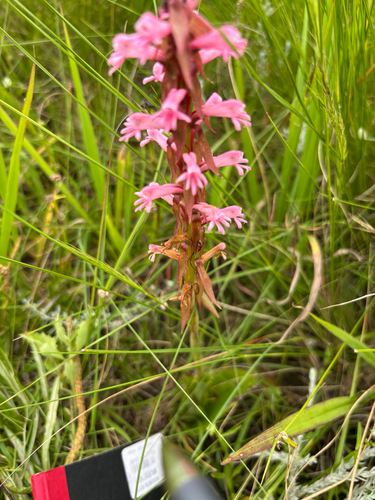 Satyrium macrophyllum observed 2026-03-01